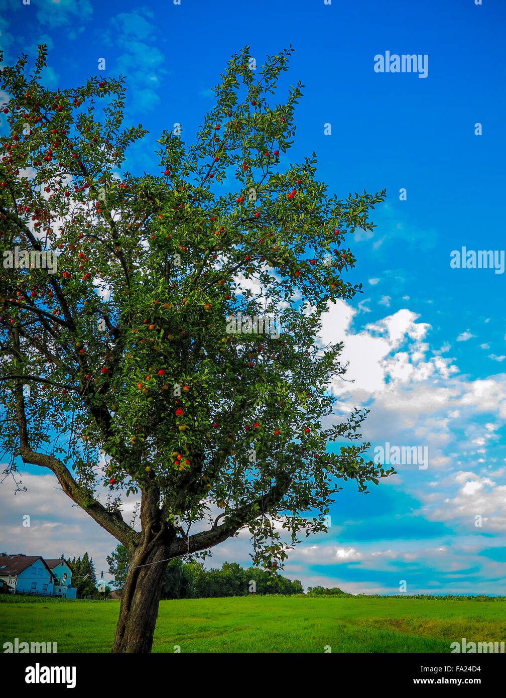 Apple tree in summer Stock Photo - Alamy
