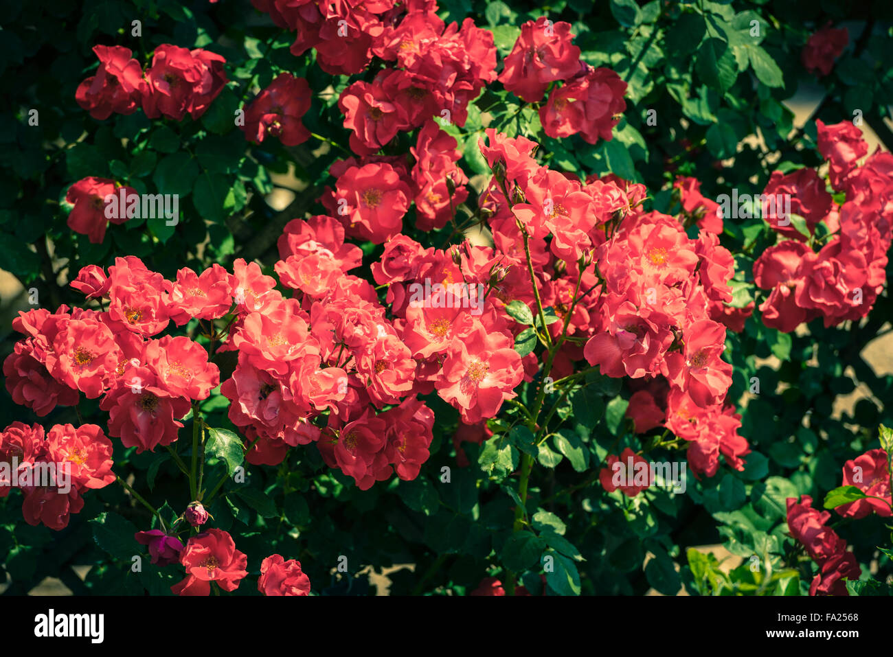 Bush of beautiful roses in a garden. Filtered shot Stock Photo - Alamy
