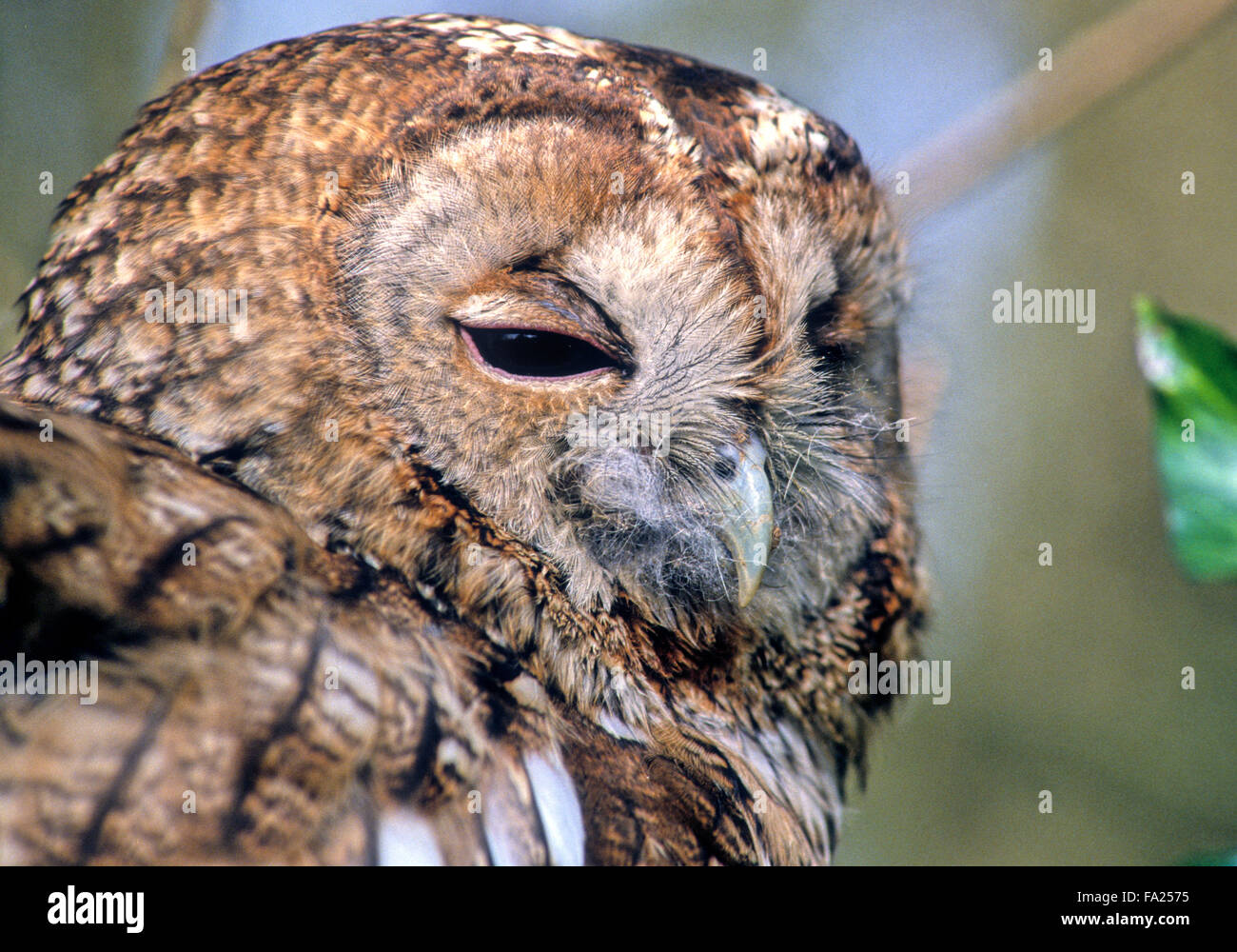 Tawny Owl (Strix aluco) small wild bird of prey in the UK Stock Photo