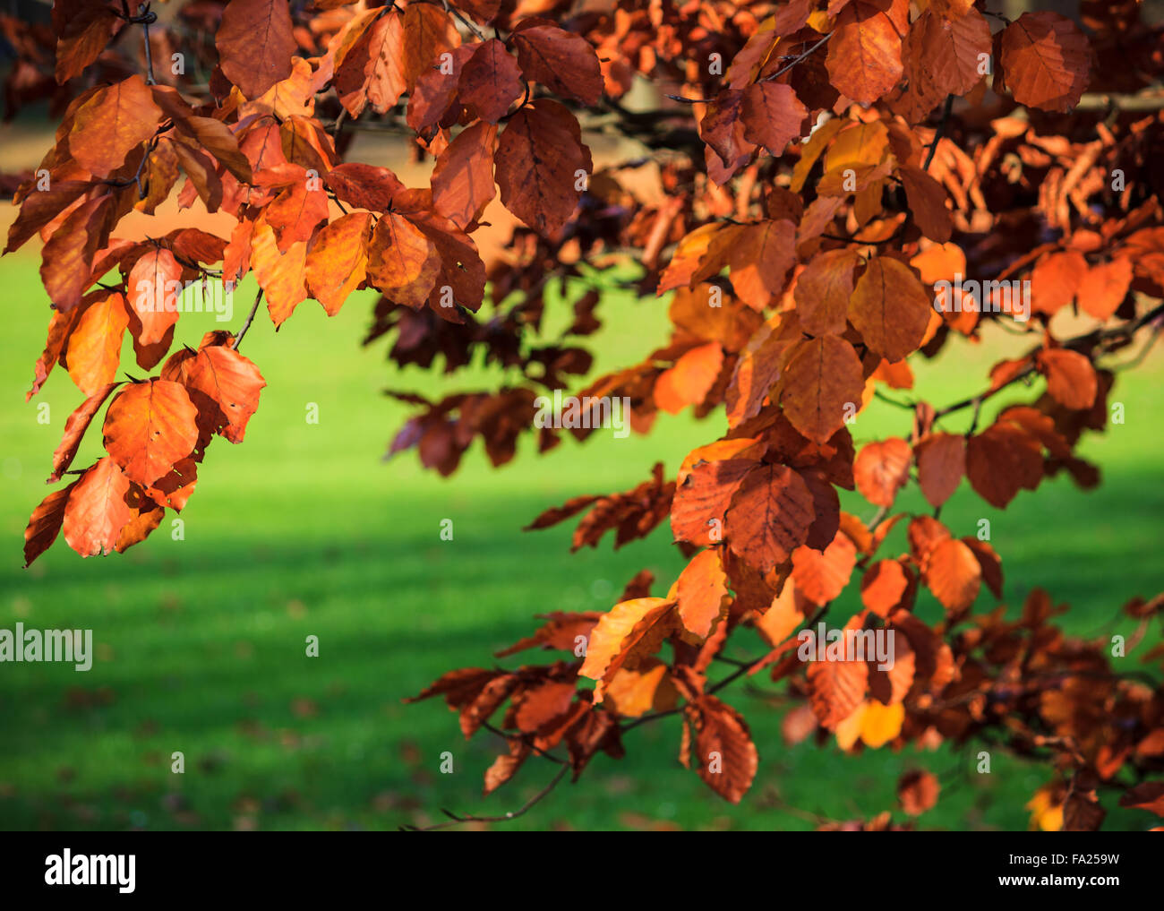 Red Beech Tree Stock Photos & Red Beech Tree Stock Images - Alamy