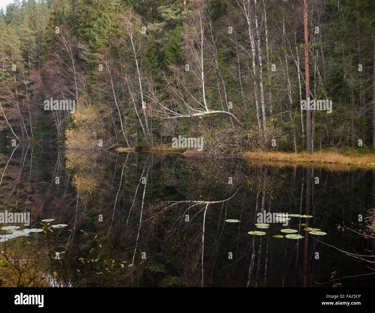 Late autumn in a  forest in Oslo Norway. A small lake, reflections trees and subdued colours Stock Photo