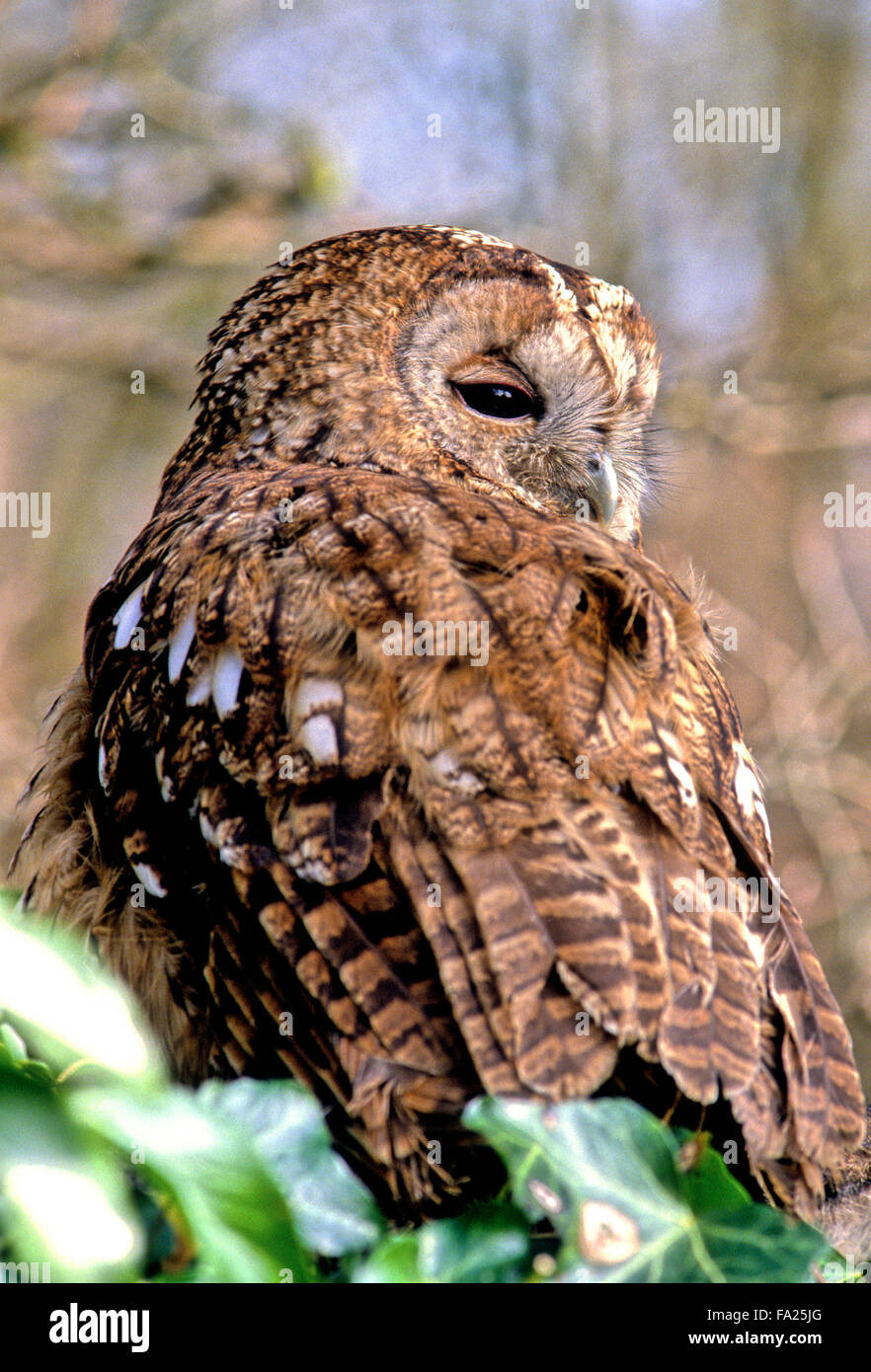 Tawny Owl (Strix aluco) small wild bird of prey in the UK Stock Photo