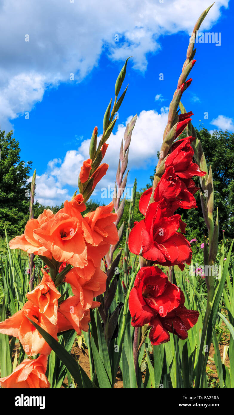 Growing gladiola hires stock photography and images Alamy