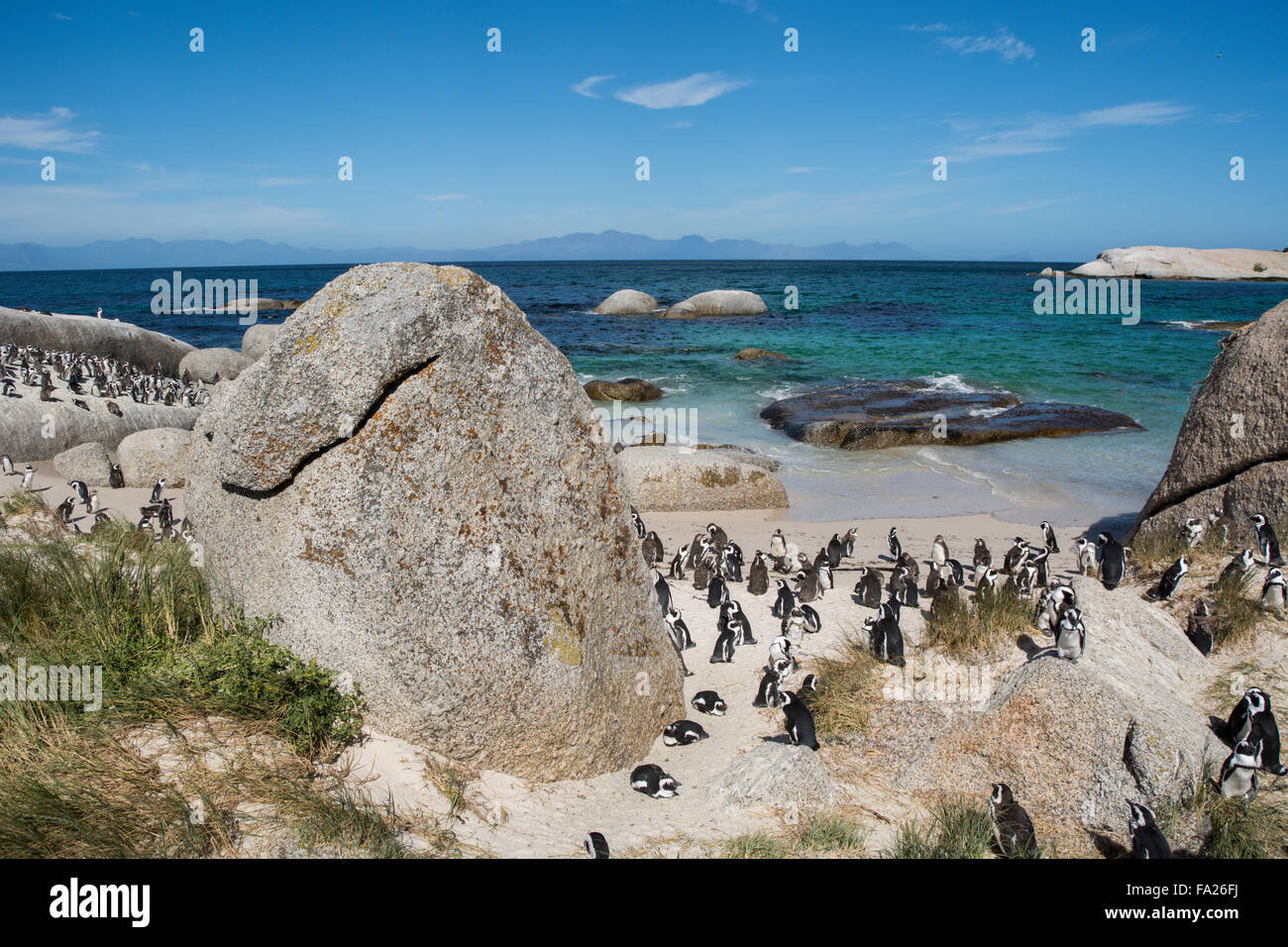 South Africa, Cape Town, Simon's Town, Boulders Beach. African penguin ...