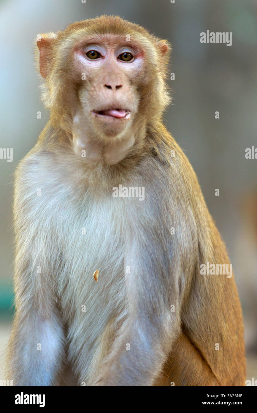 Macaque animal hi-res stock photography and images - Alamy
