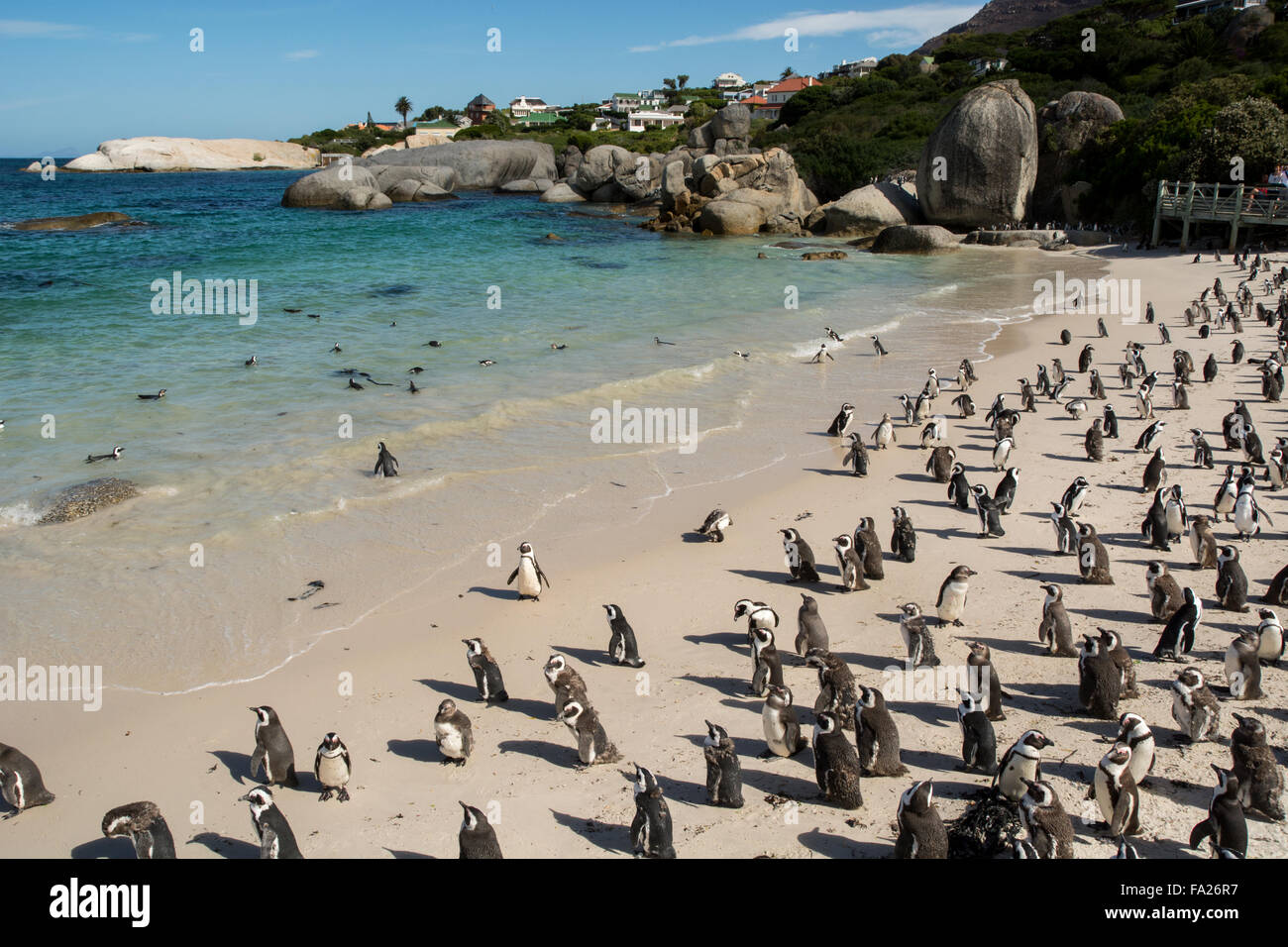 South Africa Cape Town Simon s Town Boulders Beach African Penguin south-africa-cape-town-simon-s-town-boulders-beach-african-penguin