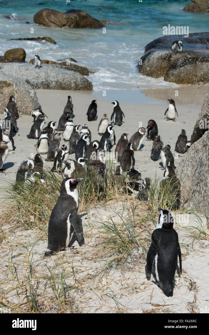 South Africa Cape Town Simon s Town Boulders Beach African Penguin south-africa-cape-town-simon-s-town-boulders-beach-african-penguin