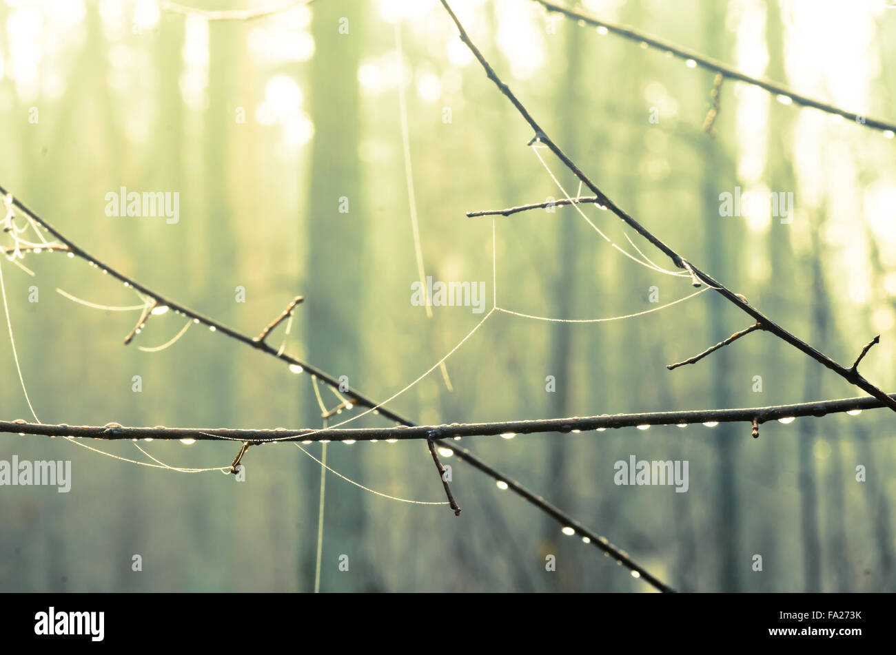 The twigs of the tree in the light rain hi res stock photography and