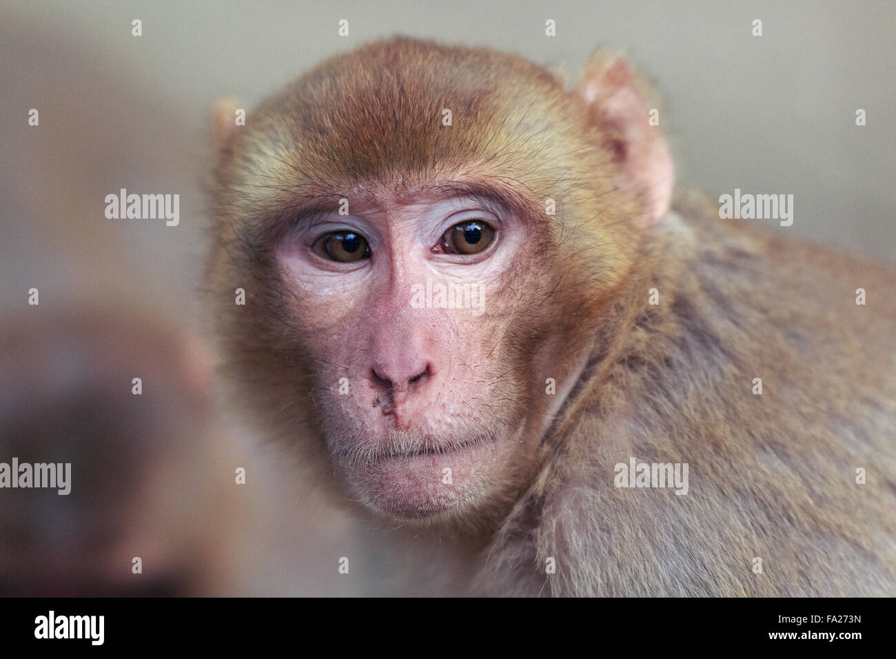 Macaque animal hi-res stock photography and images - Alamy