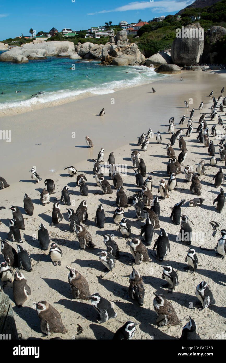 South Africa Cape Town Simon s Town Boulders Beach African Penguin south-africa-cape-town-simon-s-town-boulders-beach-african-penguin