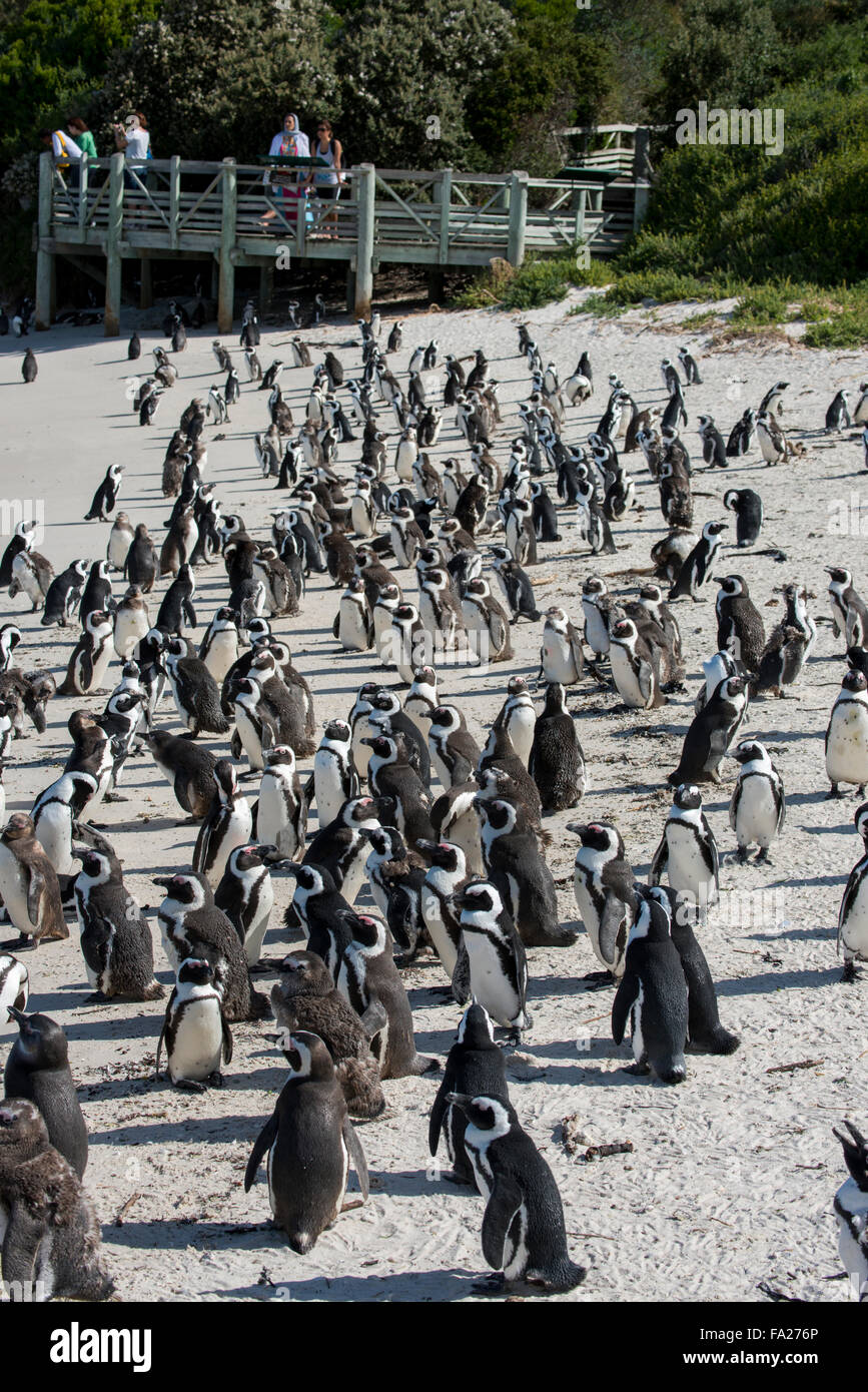 South Africa, Cape Town, Simon's Town, Boulders Beach. African penguin ...