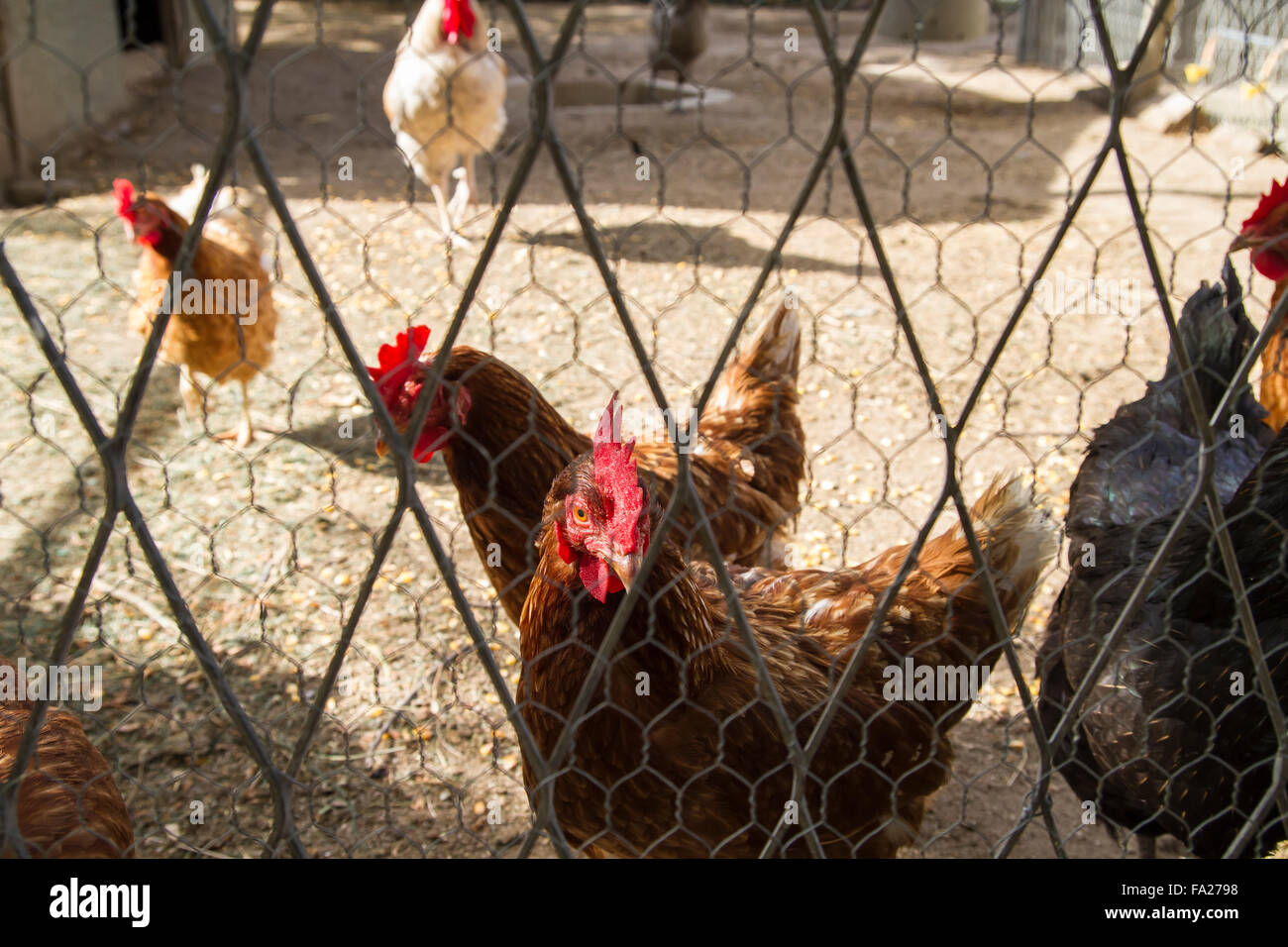 Traditional chicken coop with chickens and roosters inside Stock Photo