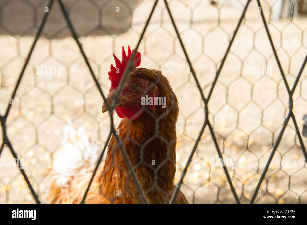 Traditional chicken coop with chickens and roosters inside Stock Photo