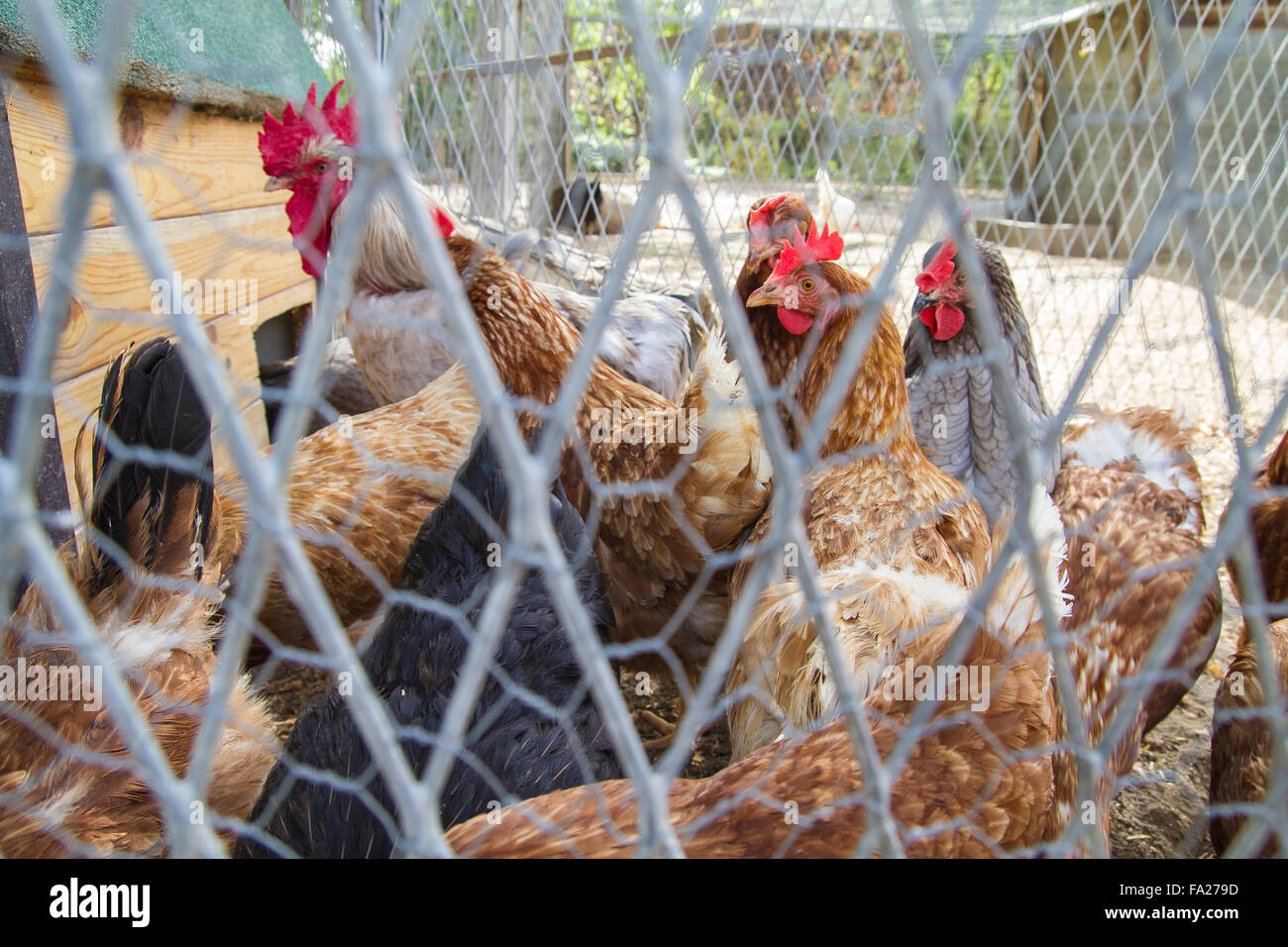 Traditional chicken coop with chickens and roosters inside Stock Photo
