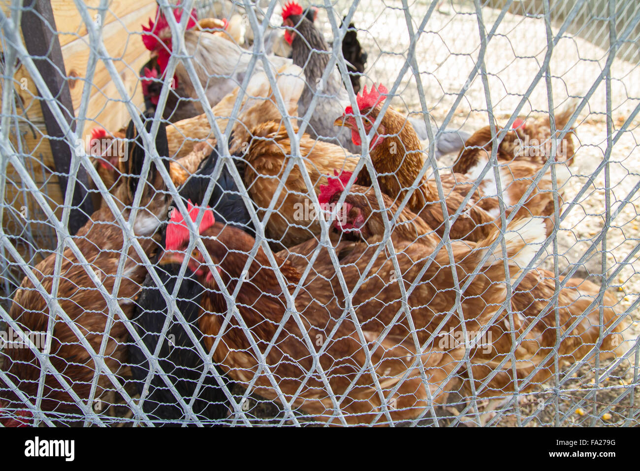 Traditional chicken coop with chickens and roosters inside Stock Photo
