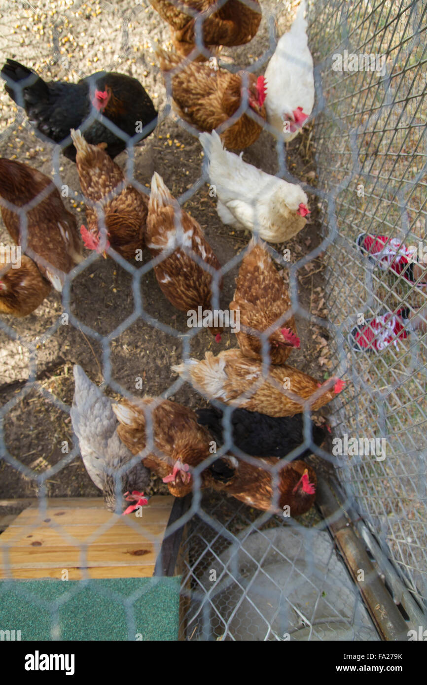 Traditional chicken coop with chickens and roosters inside Stock Photo