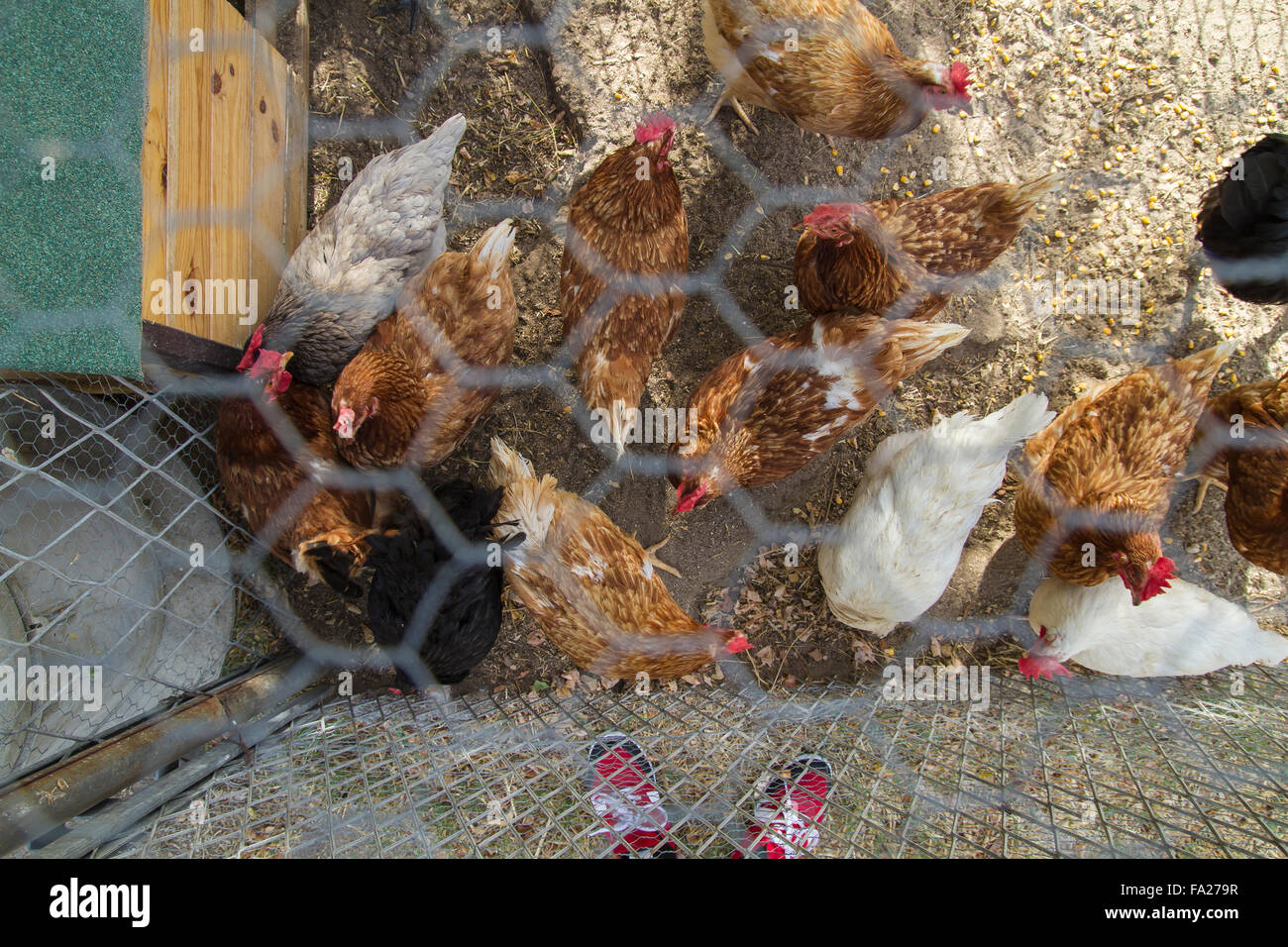 Traditional chicken coop with chickens and roosters inside Stock Photo ...