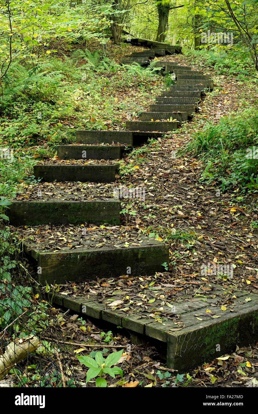 Benthall Steps rising through woodland to Broseley from the River
