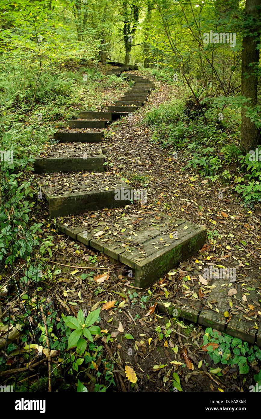 Benthall Steps rising through woodland to Broseley from the River