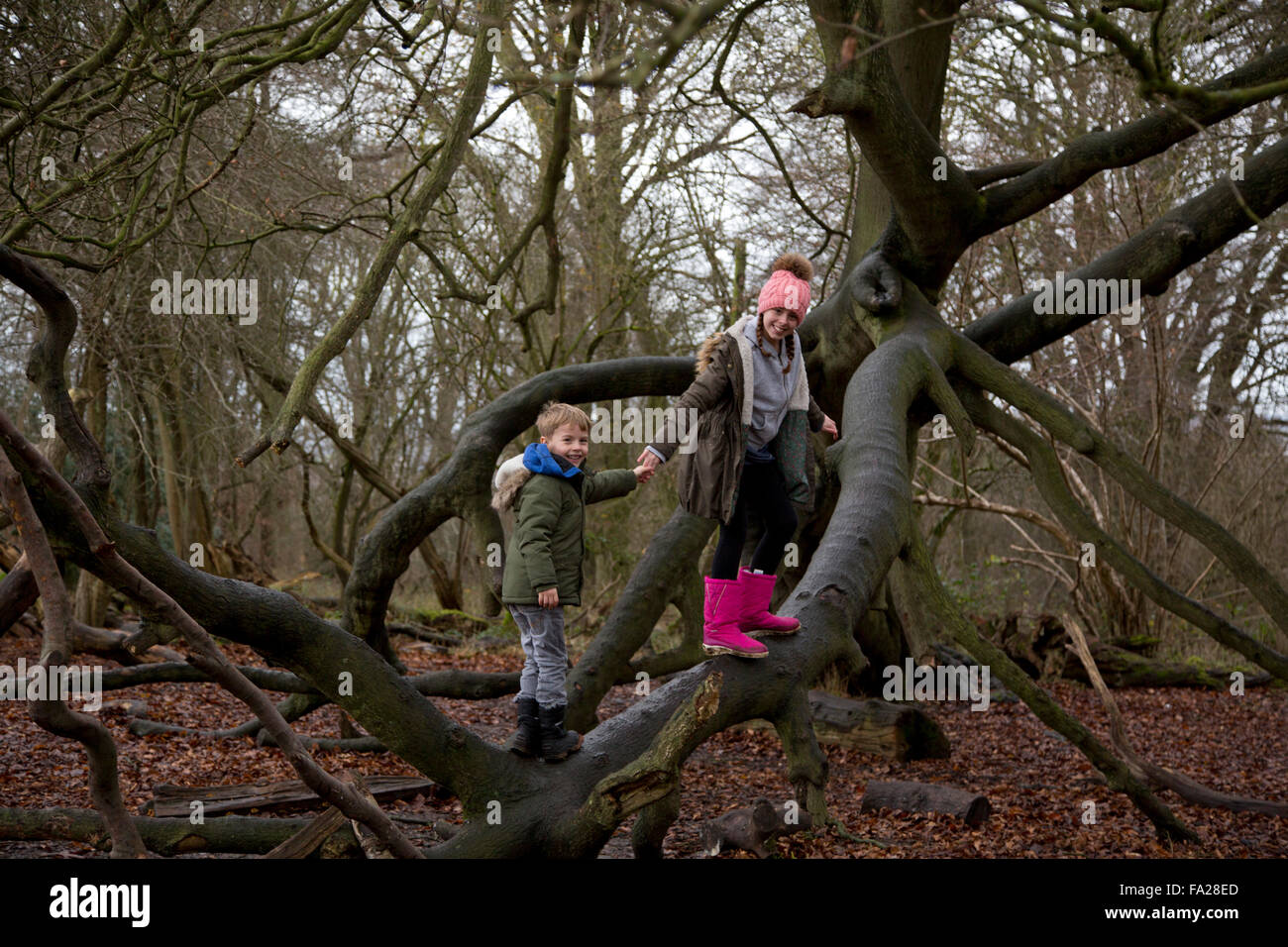 Children climbing trees Stock Photo