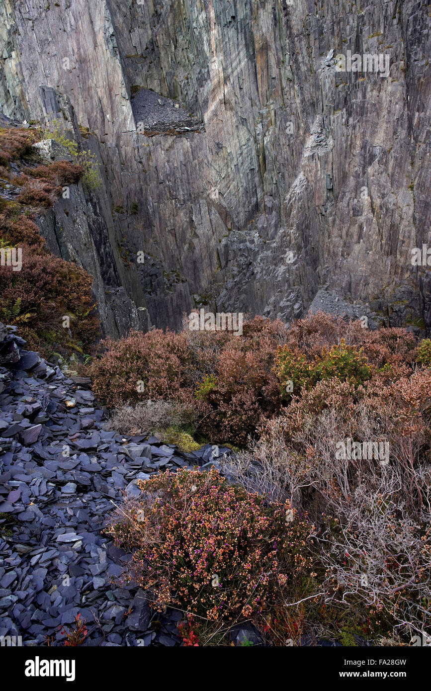 The vertical back wall of Matilda quarry at Dinorwic, Llanberis