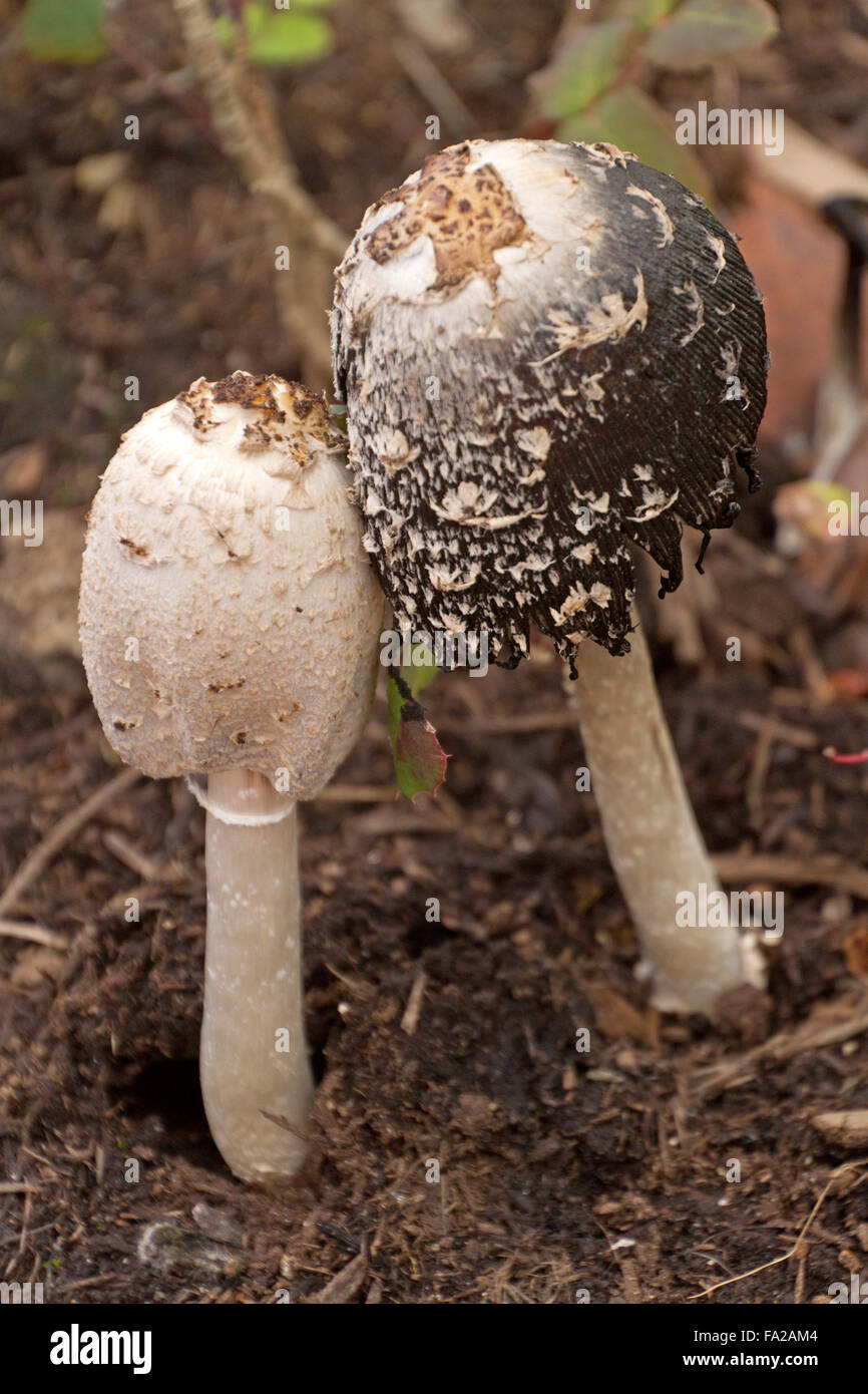 Close up of young and old Shaggy Mane Mushrooms ( also called Lawyer's Wig Mushrooms) growing wild next to a tree by a city side Stock Photo
