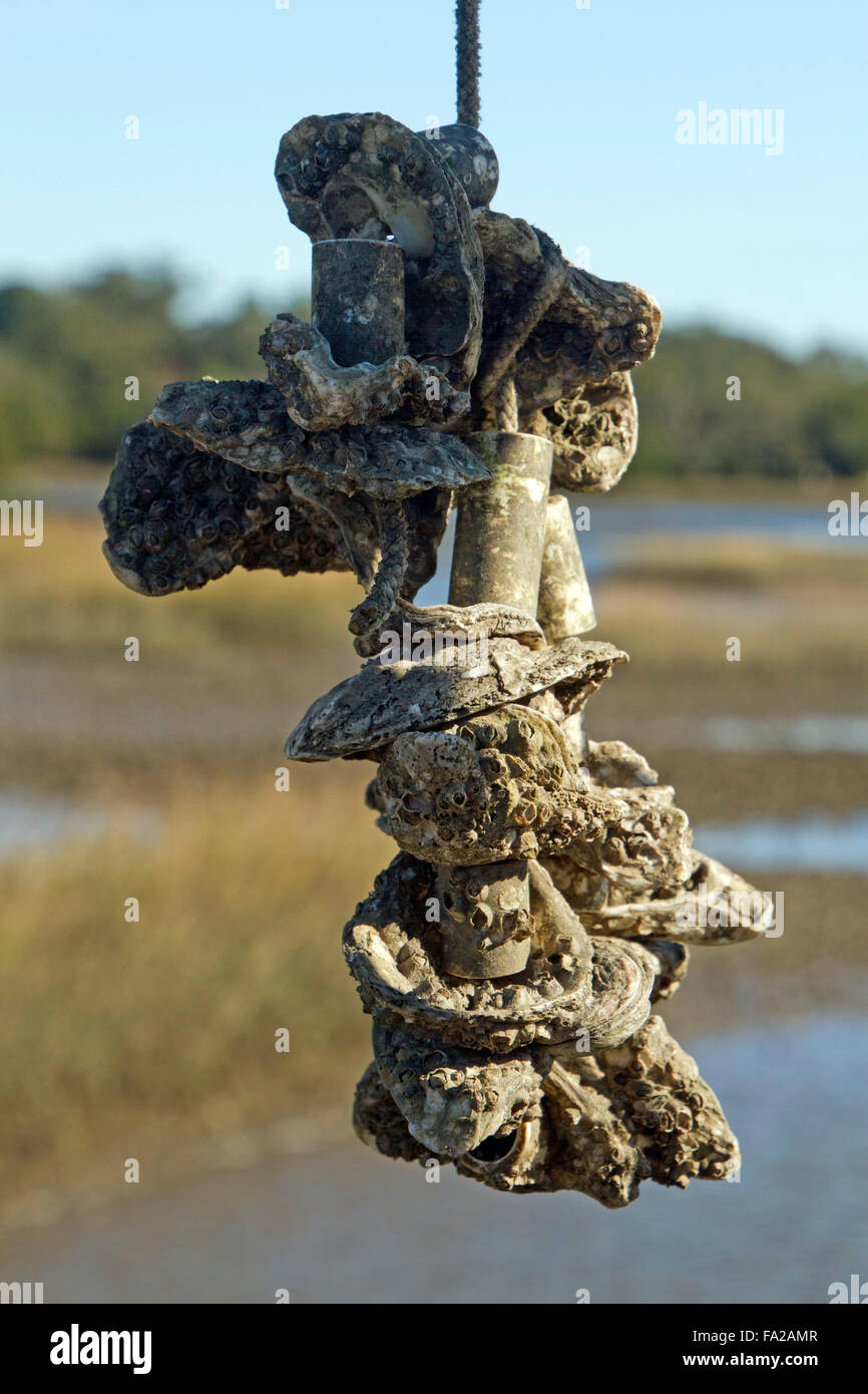 Close up of a cluster of oysters growing on a rope at an Oyster Farm