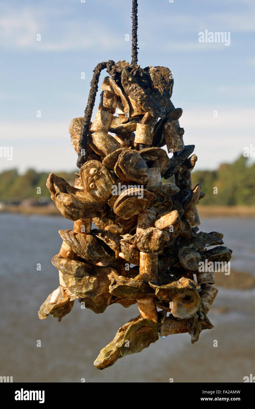 Close up of a cluster of oysters growing on a rope at an Oyster Farm with water and trees in the background Stock Photo