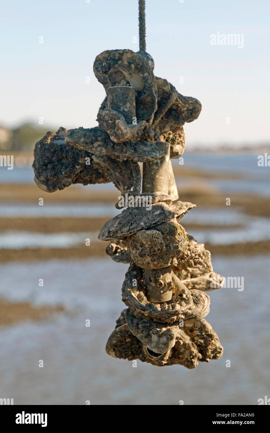 Close up of a cluster of oysters growing on a rope at an Oyster Farm with water and trees in the background Stock Photo