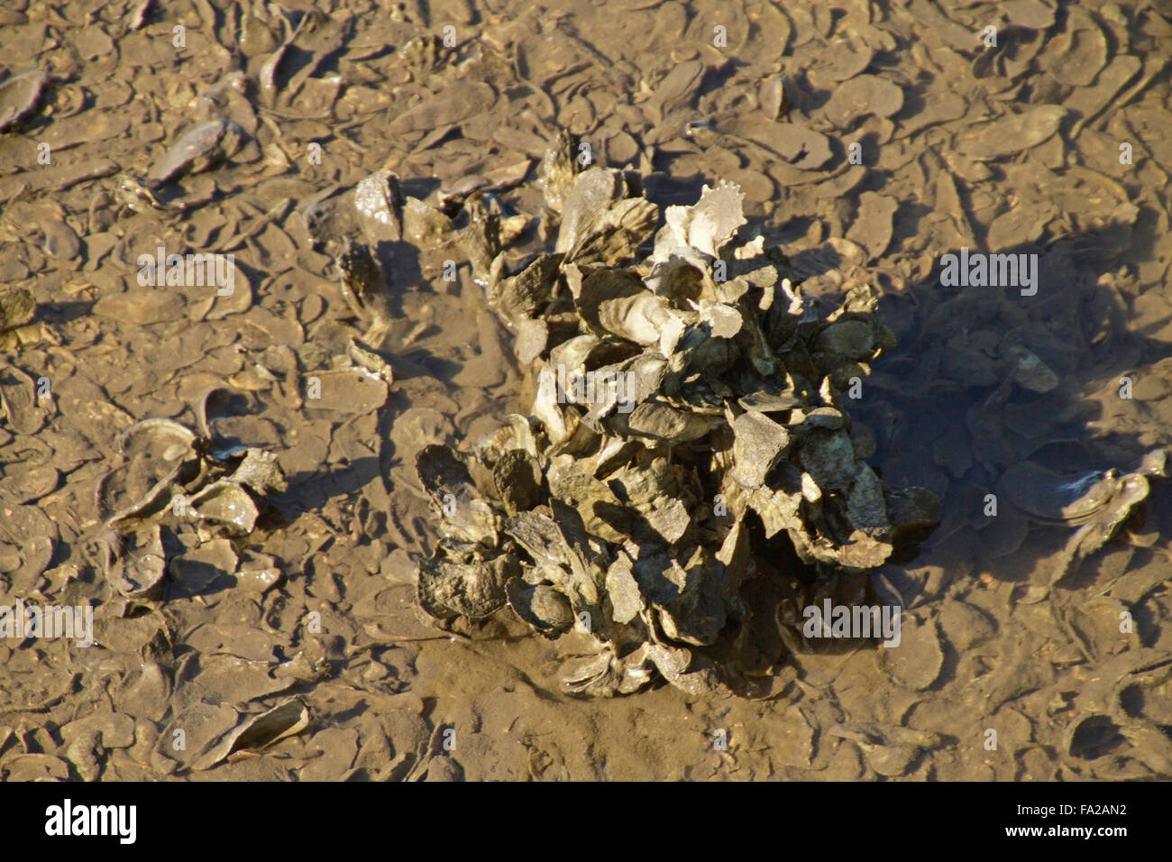 Close up of a cluster of oysters and shells in the water of an oyster farm Stock Photo