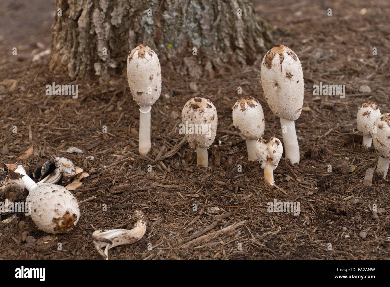 Close up of black, white and tan Shaggy Mane Mushrooms ( also called Lawyer's Wig Mushrooms) growing wild Stock Photo