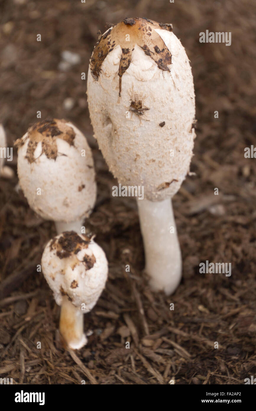 Close up of black, white and tan Shaggy Mane Mushrooms (Lawyer's Wig Mushrooms) growing wild next to a city sidewalk Stock Photo