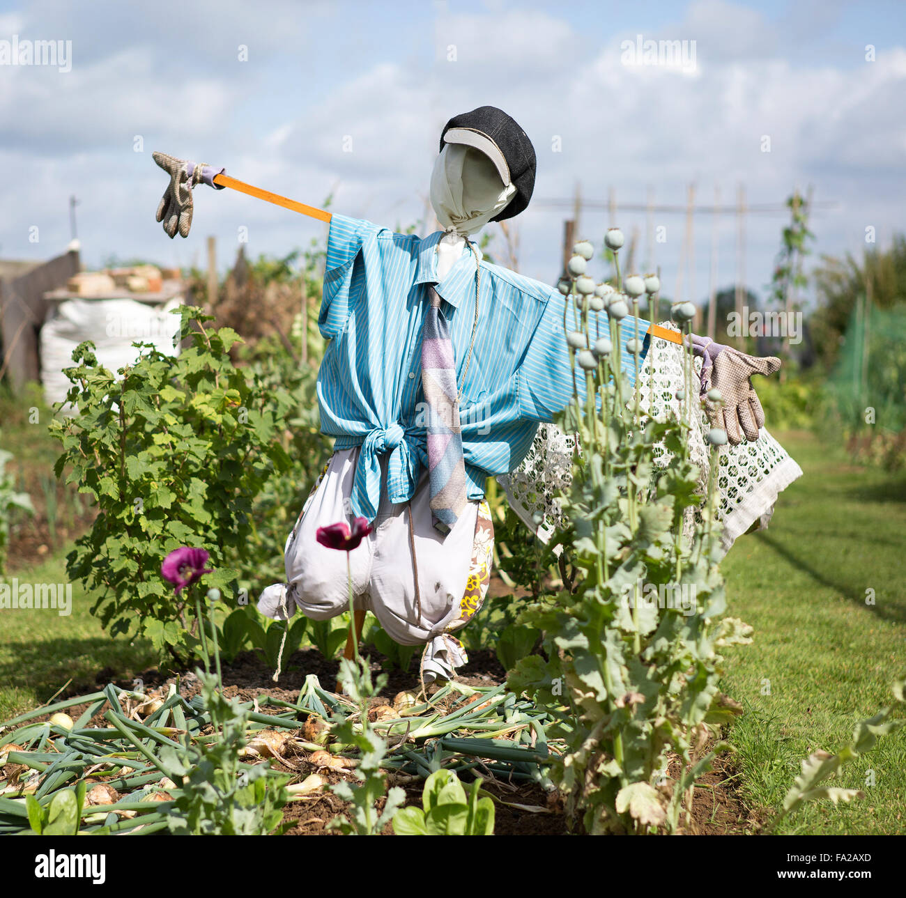A Scarecrow Guarding an Allotment Plot and Vegetables Stock Photo