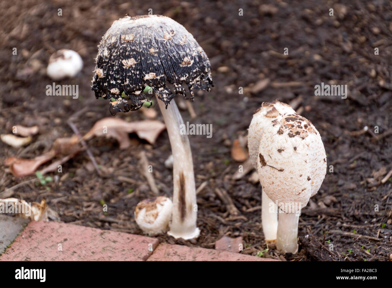 Close up of young and old Shaggy Mane Mushrooms ( Lawyer's Wig Mushrooms) growing wild next to a tree by a city sidewalk Stock Photo