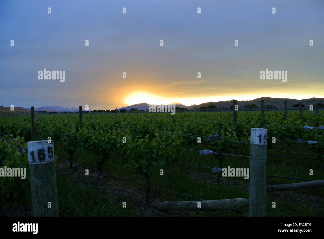 Top 5 Marlborough Wineries & Cellar Doors