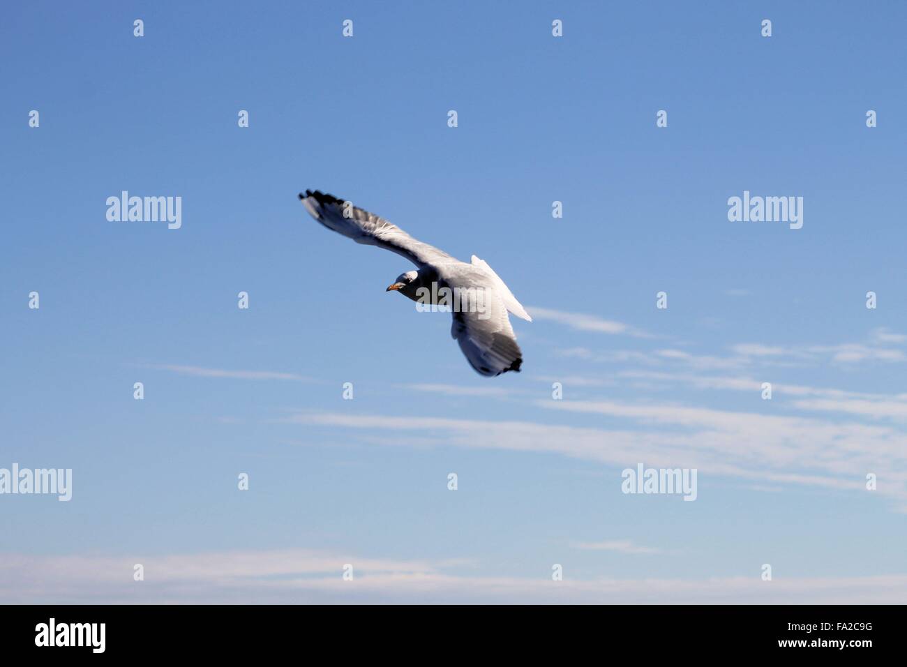 seagull flying over lake Garda in northern Italy Stock Photo