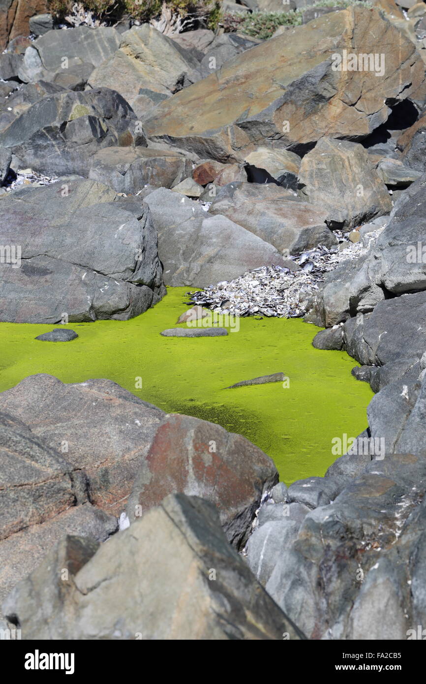 Bright green algae filled rock pool on the rocky coast of Yzerfontein on the South African West Coast Stock Photo