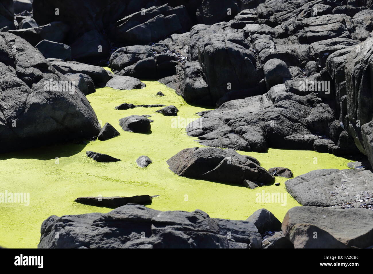 Bright green algae filled rock pool on the rocky coast of Yzerfontein on the South African West Coast Stock Photo