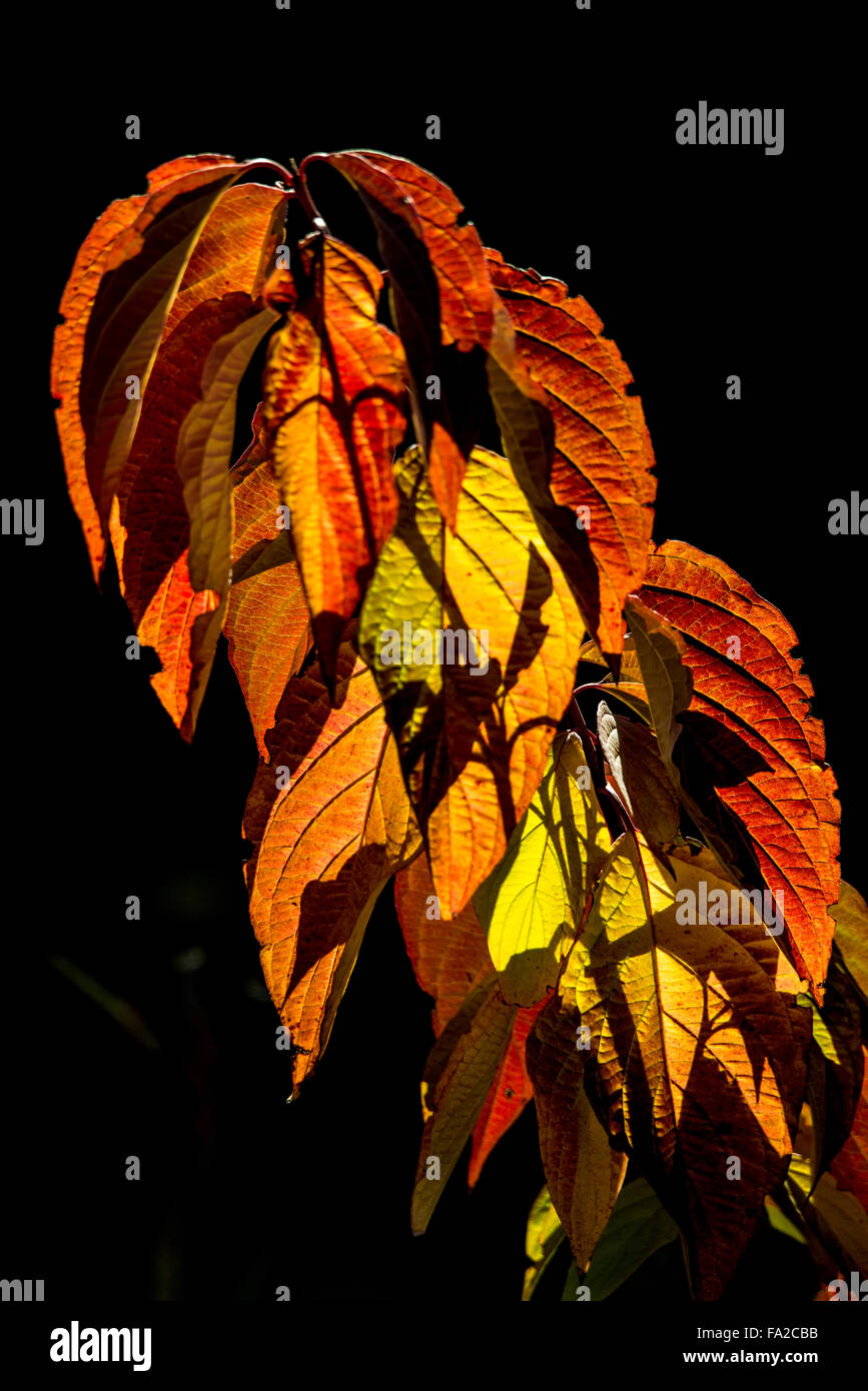 Colorful backlit leaves in garden. Boise, Idaho, USA Stock Photo