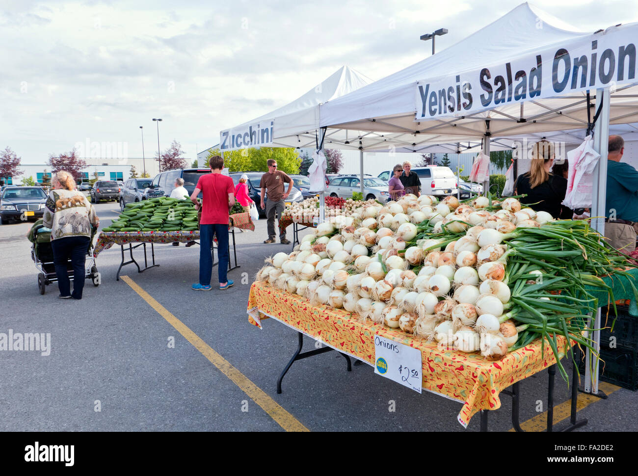 Ailsa Craig White 'Yensis'  Salad Onions',  South Anchorage Farmers Market held every saturday during summer months. Stock Photo