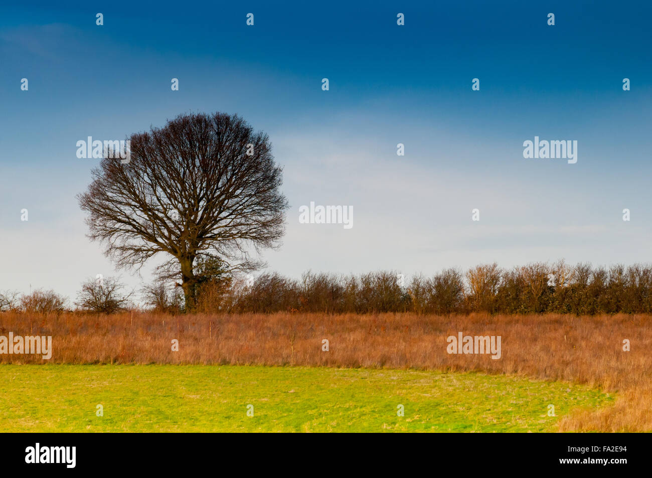 Solitary tree in a sunlit field in winter Stock Photo