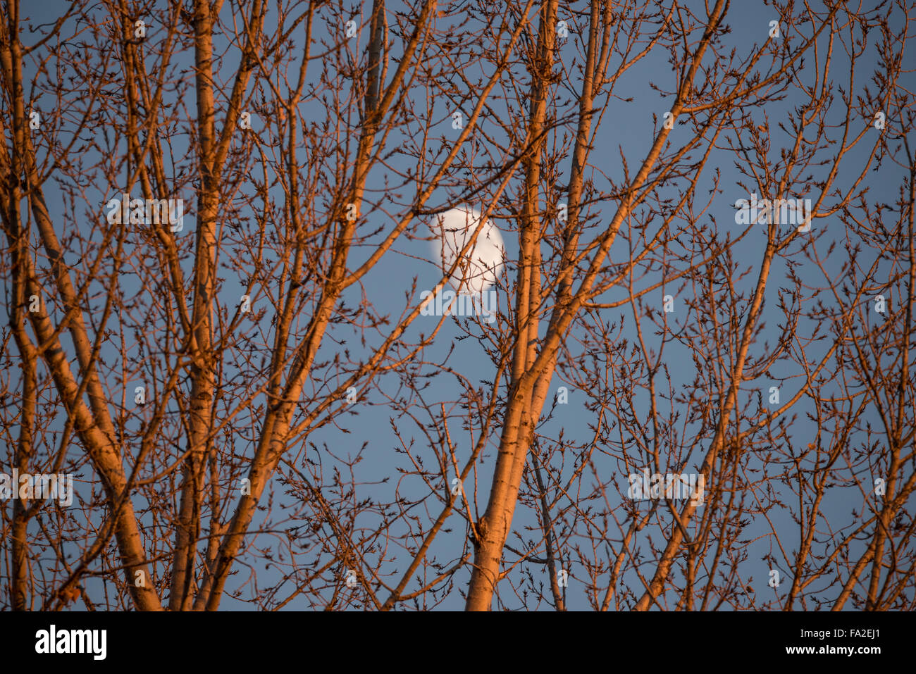 Moon peaking through Autumn Trees in the fall, Boise, Idaho, USA Stock Photo