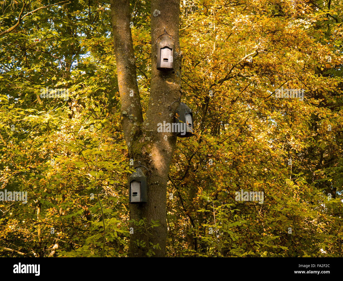 Bird boxes and autumnal colours at Ufton Fields nature reserve, near Leamington Spa, Warwickshire, UK Stock Photo