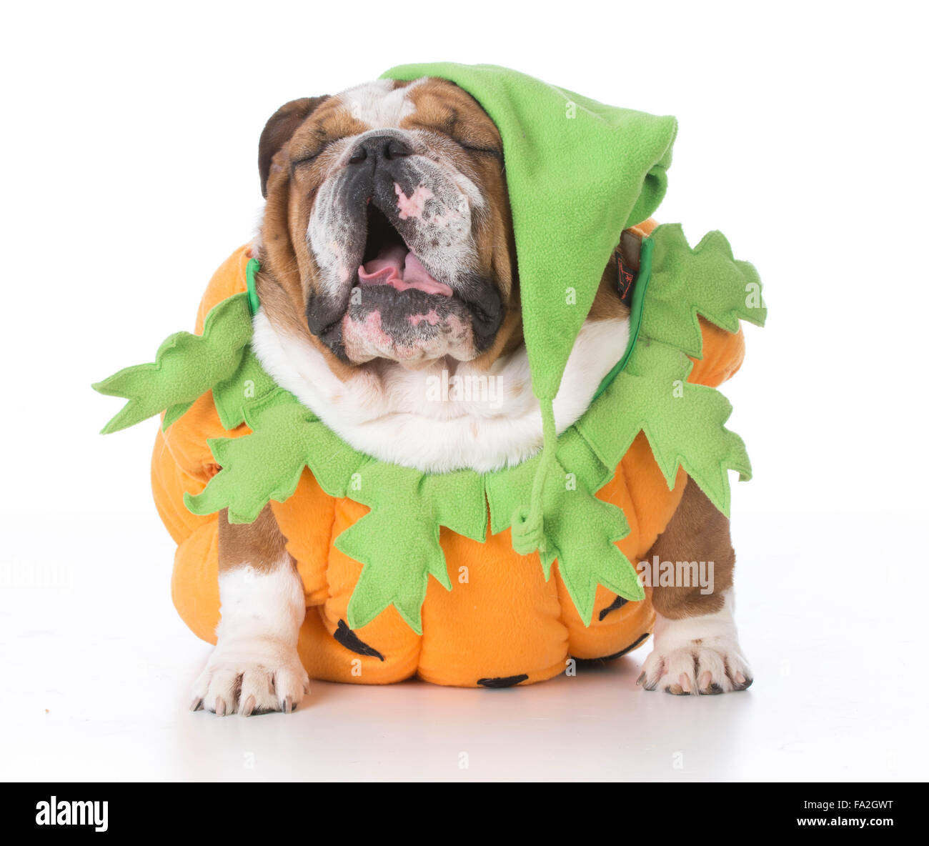 Bulldog pumpkin costume sales