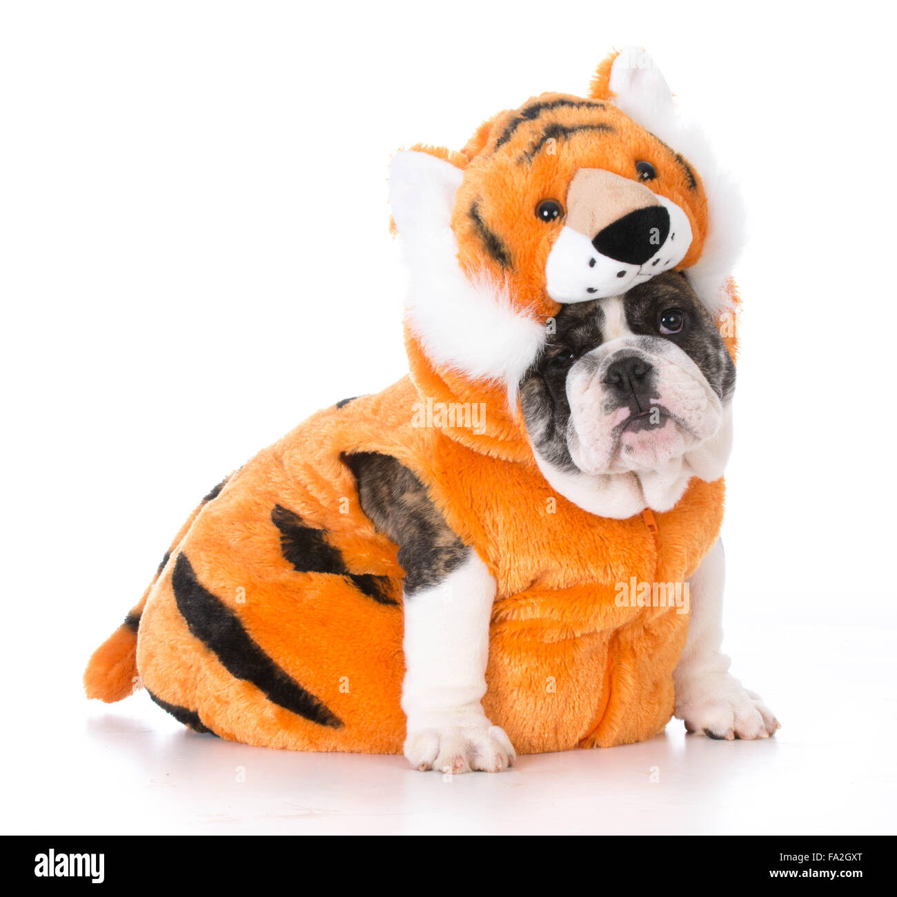 bulldog puppy wearing tiger costume on white background Stock Photo - Alamy