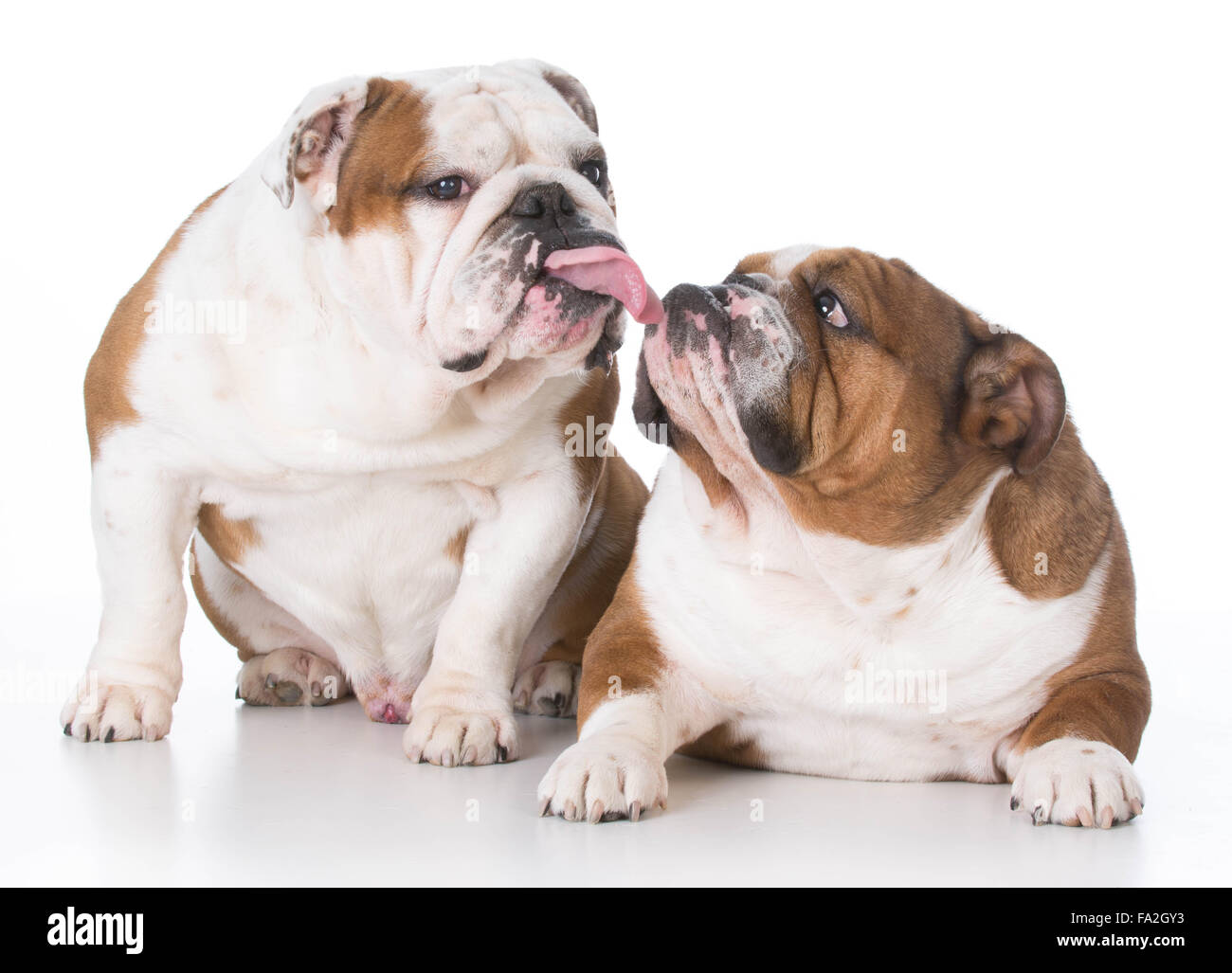 two bulldogs with funny expressions on white background Stock