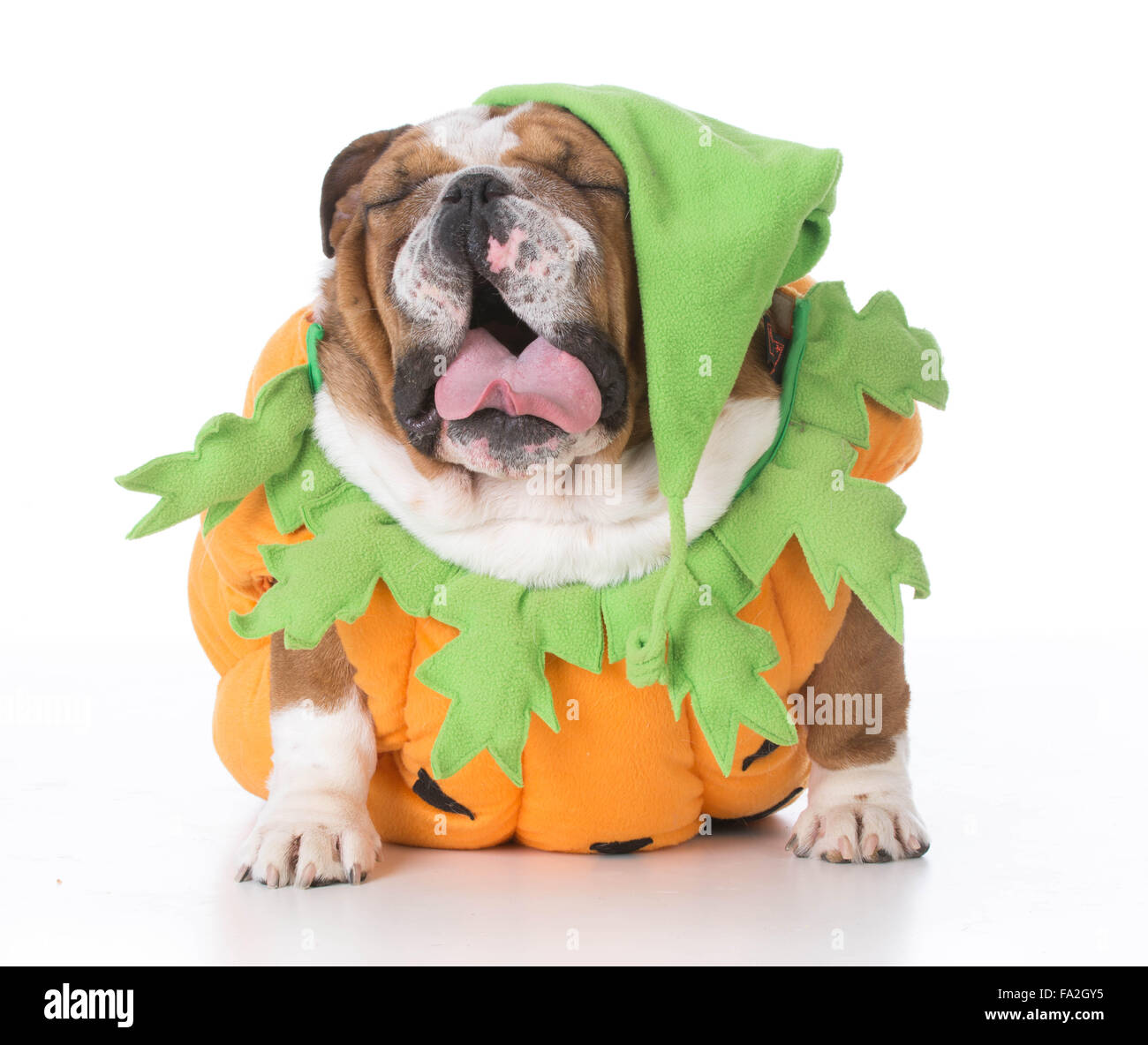 bulldog wearing pumpkin costume isolated on white background Stock