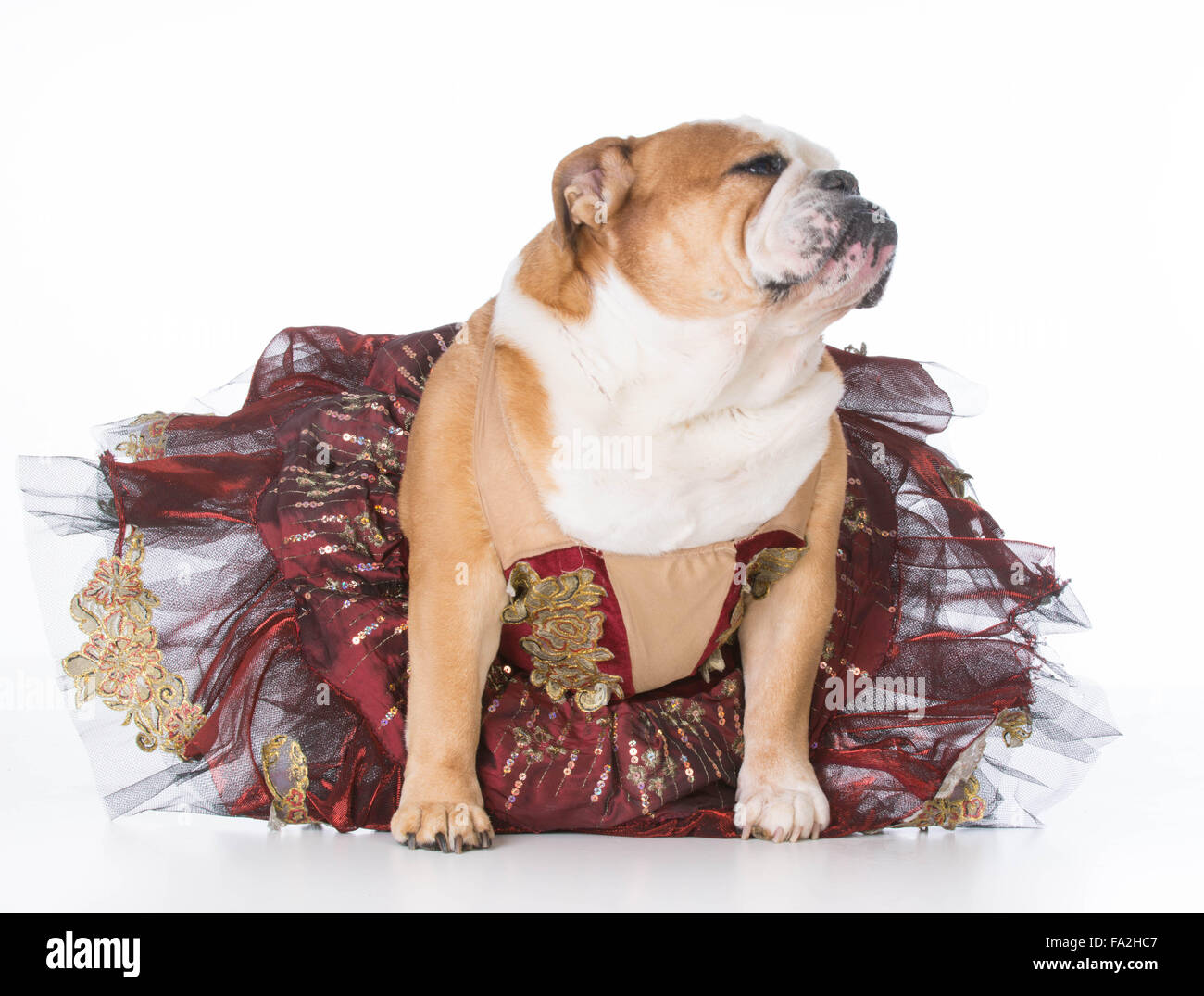 bulldog ballerina costume