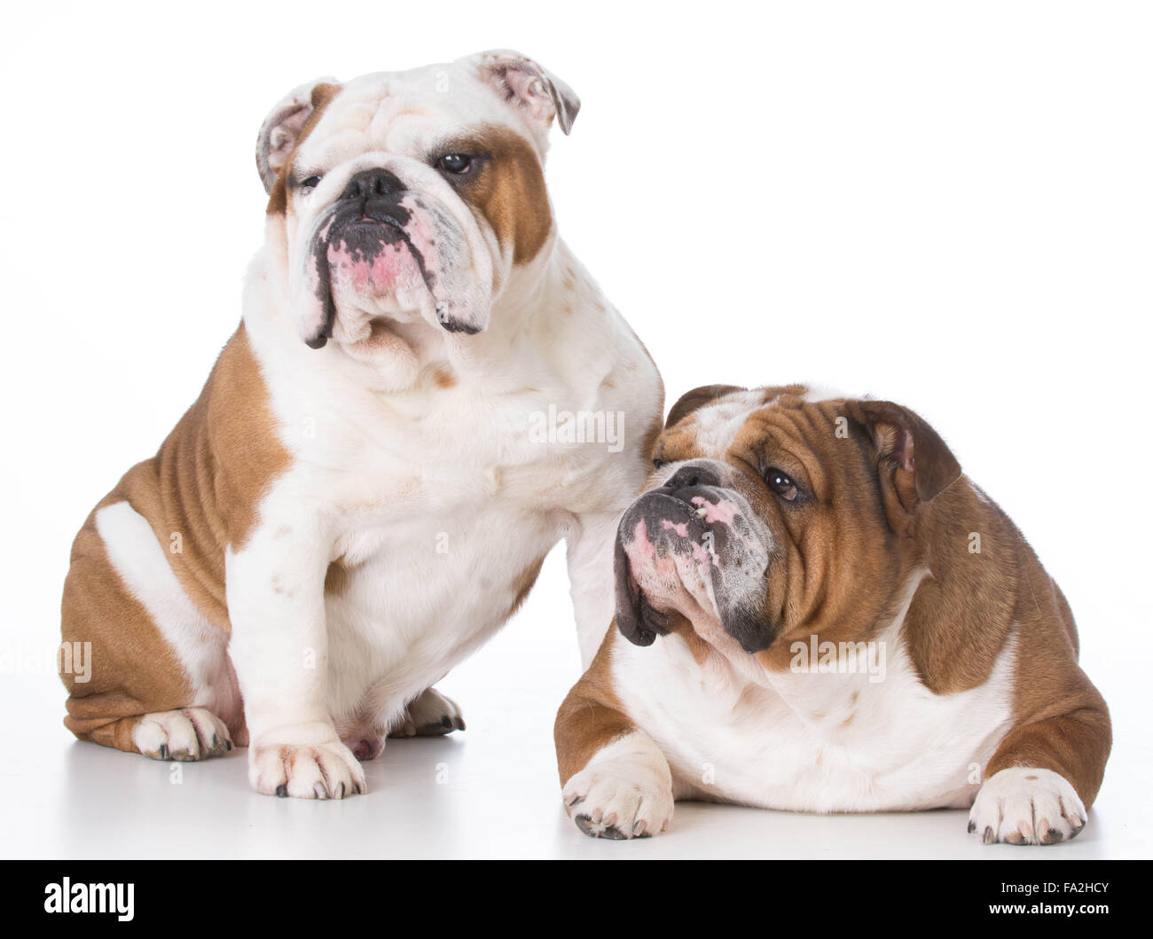 Can You Breed A Father And Daughter Dog