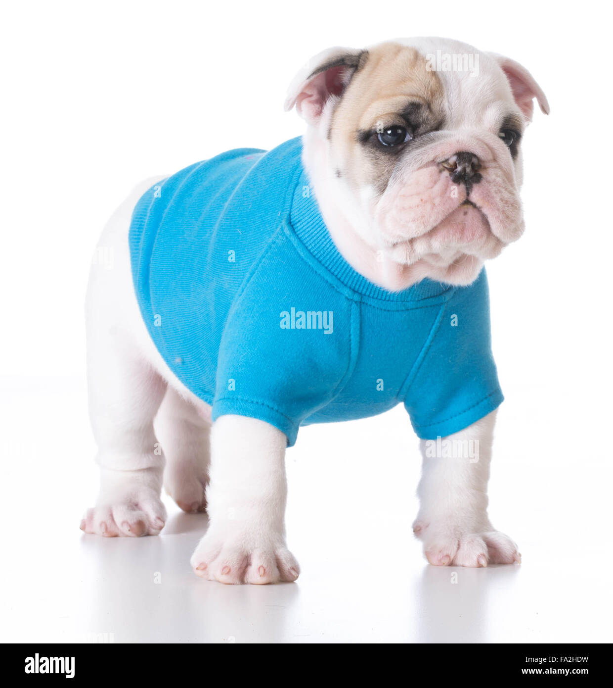 cute puppy - bulldog puppy wearing a blue sweater standing on white background 7 weeks old Stock Photo